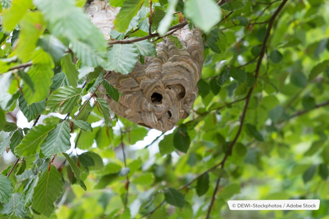 Wespennest im Baum