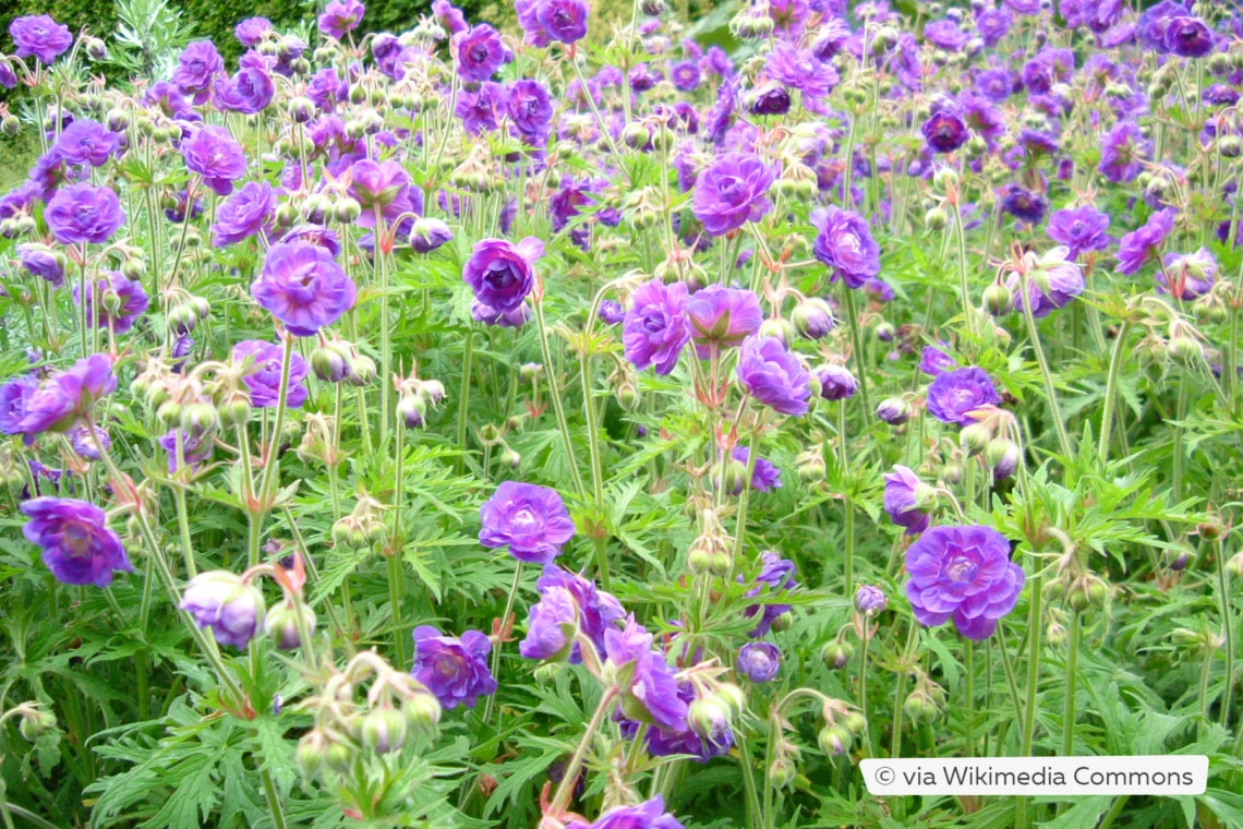 Wiesen-Storchschnabel (Geranium pratense 'Plenum violaceum')