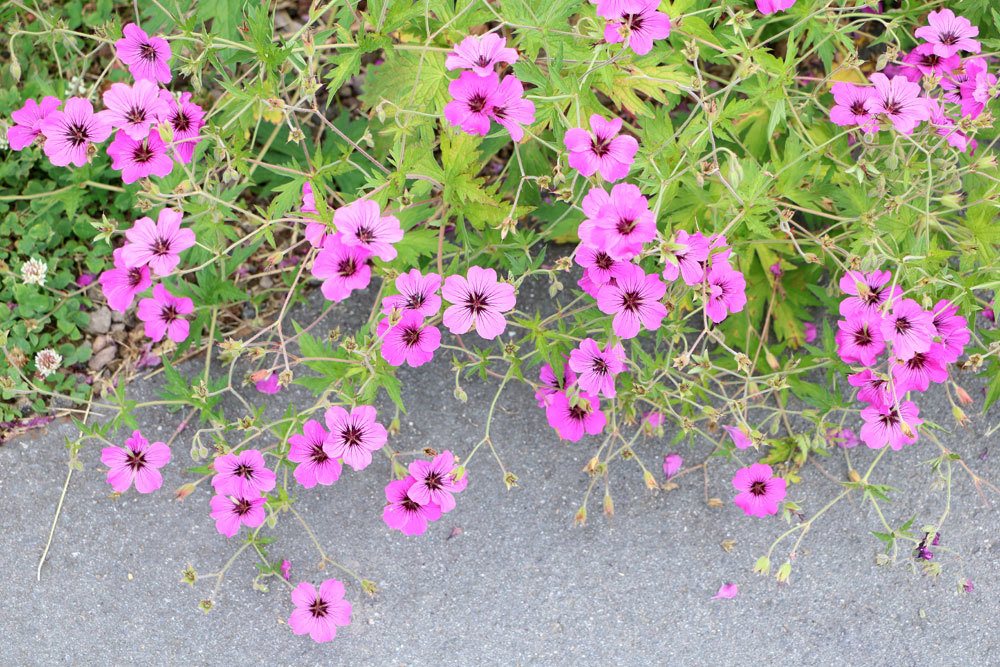 Wilde Malve, Malva sylvestris