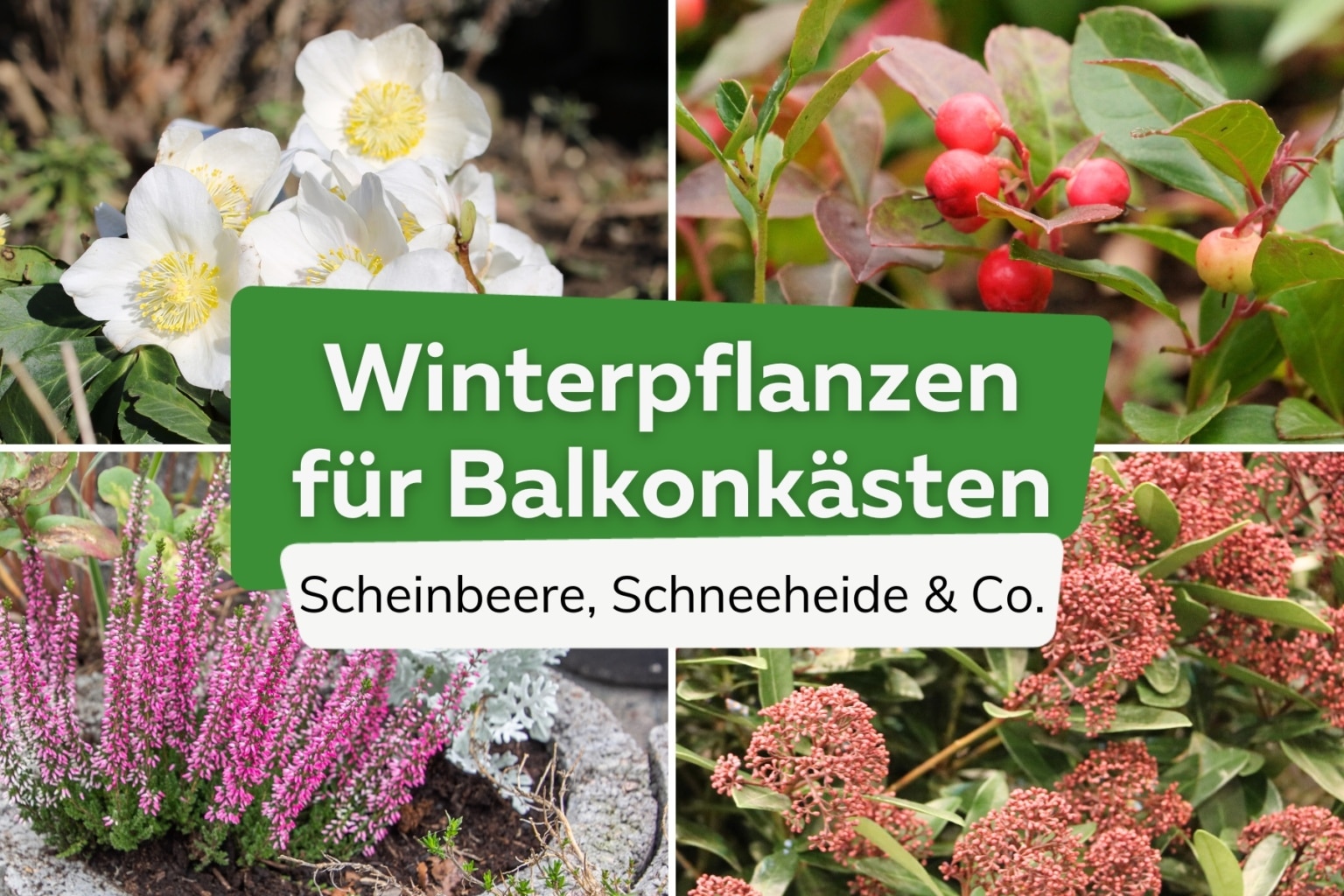 Winterpflanzen für Balkonkästen 16 Winterblumen für Balkone