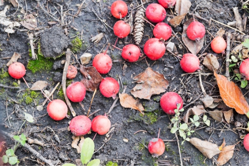 Vom Baum gefallene Zieräpfel