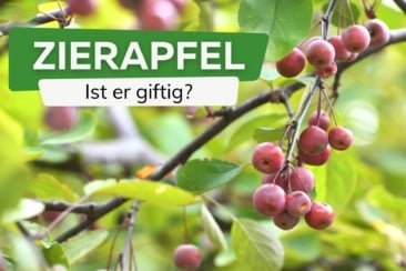 Zierapfel giftig