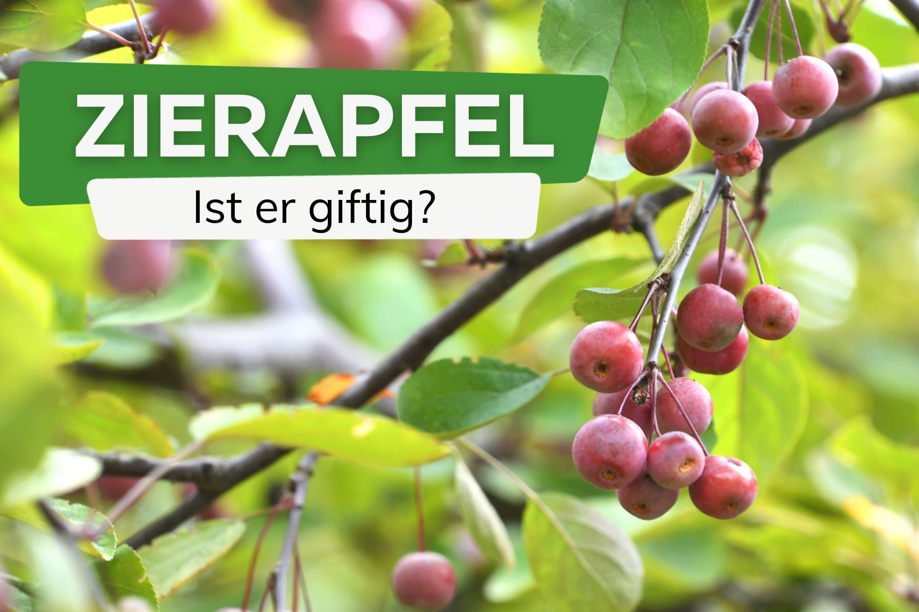 Zierapfel giftig