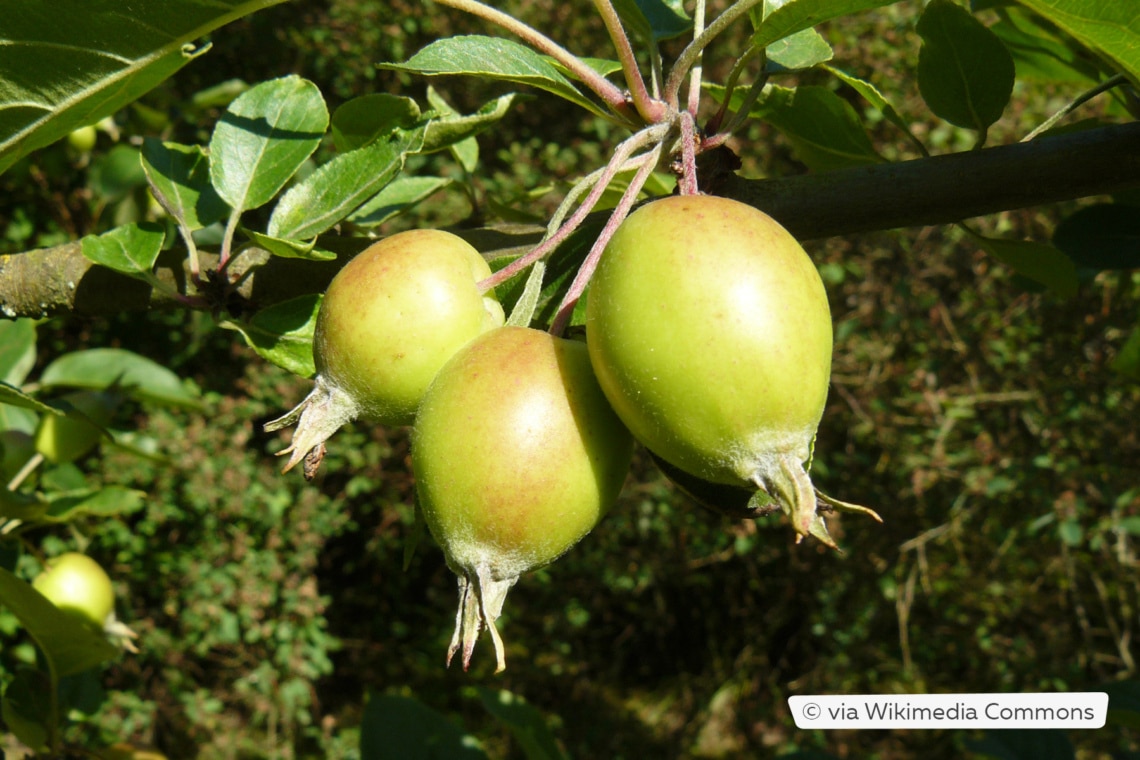 Zierapfel 'John Downie'