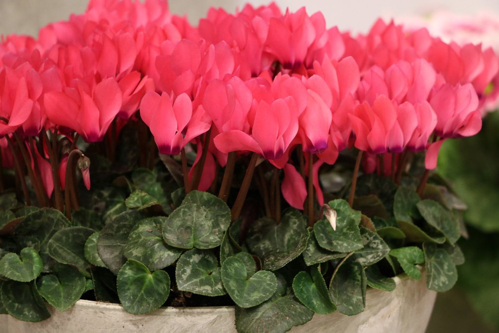 Zimmer-Alpenveilchen Cyclamen