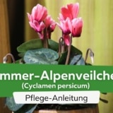 Zimmer-Alpenveilchen (Cyclamen persicum)