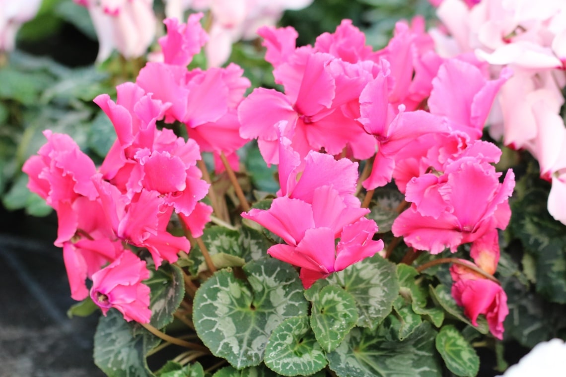 Zimmeralpenveilchen (Cyclamen persicum)