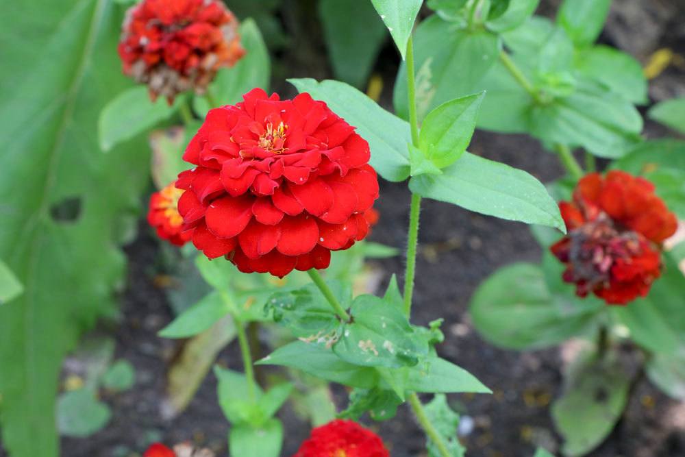 Zinnie, Zinnia elegans