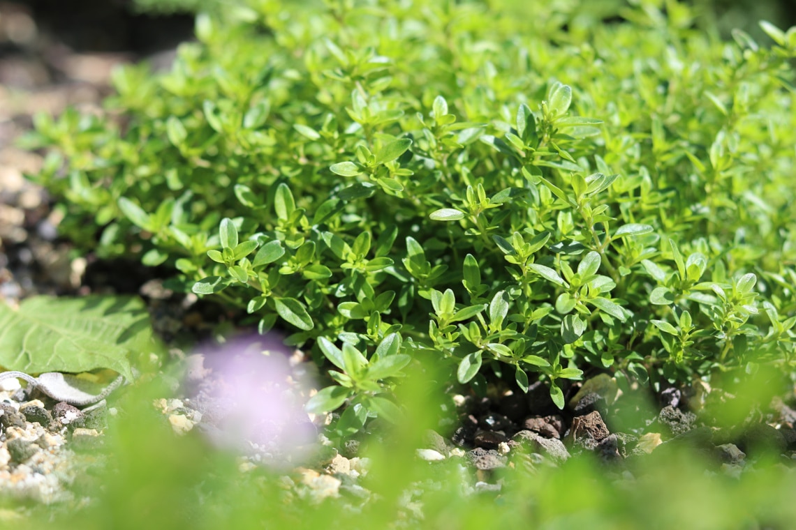 Zitronenthymian (Thymus x citriodorus 'Golden Dwarf')