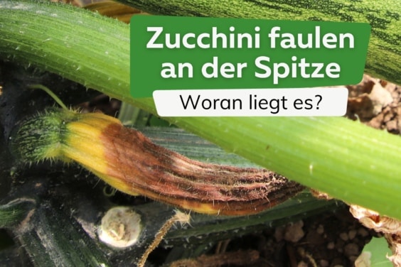 Zucchini faulen an der Spitze