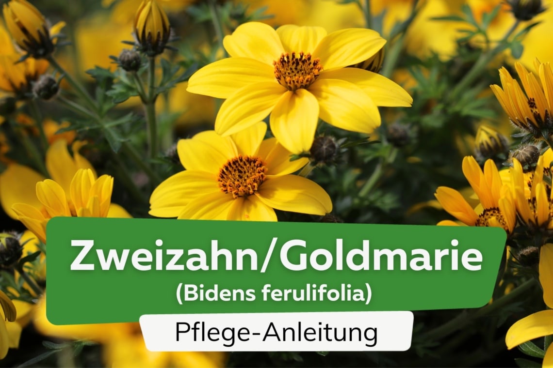 Zweizahn/Goldmarie (Bidens ferulifolia)