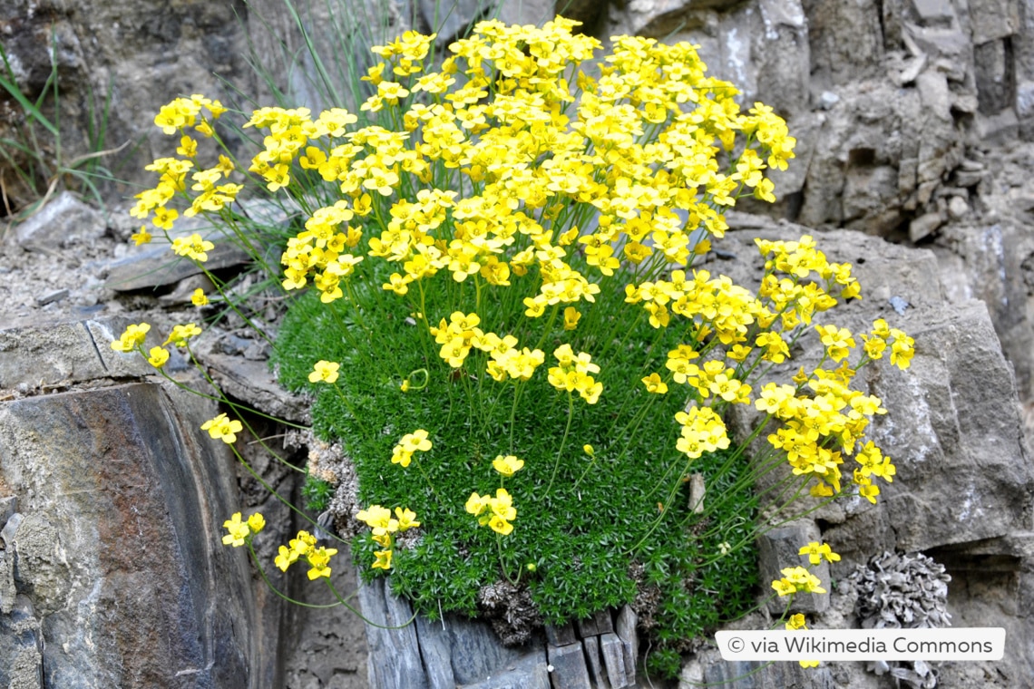 Zwerg-Felsenblümchen (Draba bruniifolia)