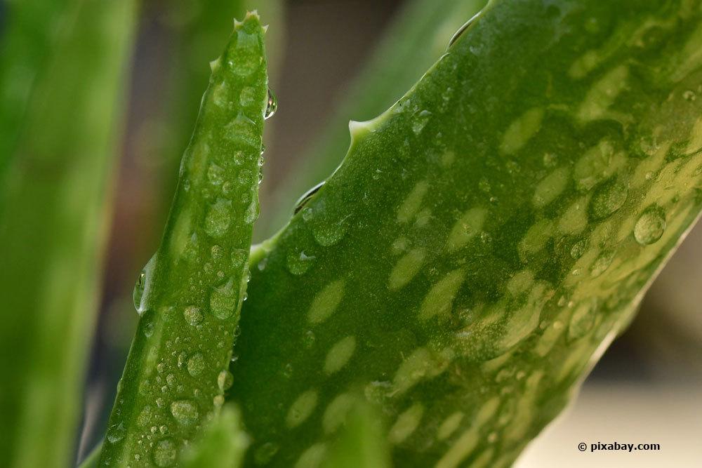 Aloe vera braucht wenig Wasser