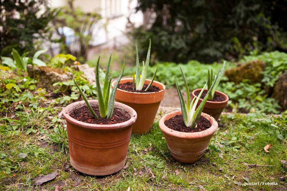 Aloe vera durch Kindel vermehren