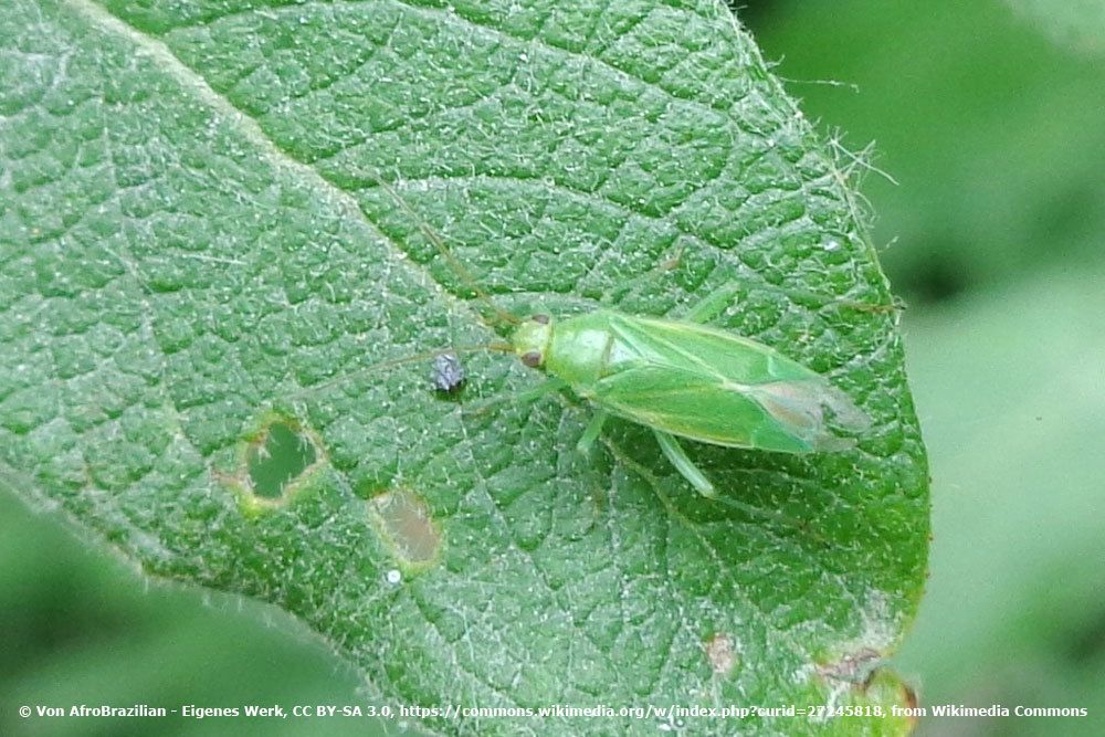 Nordische Apfelwanze, Lygocoris rugicollis