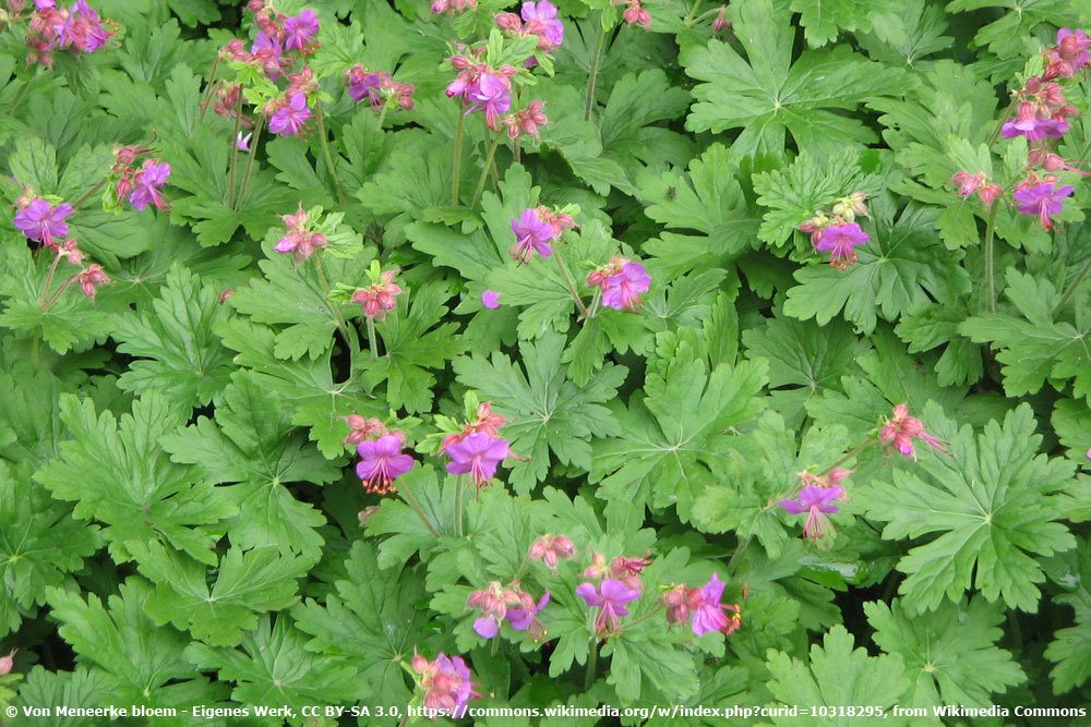 Balkan Storchschnabel, Geranium-macrorrhizum