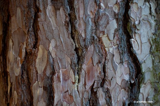 Baum verliert Rinde: ist es schlimm, wenn Baumrinde abfällt?