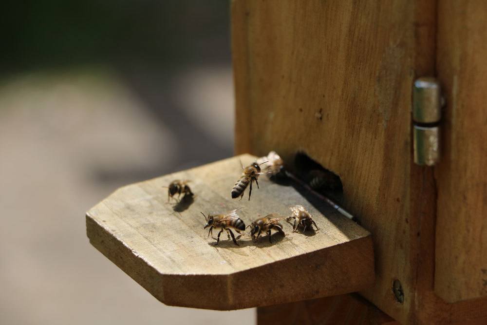 Bienen stellen grundsätzlich keine Gefahr für Menschen dar.