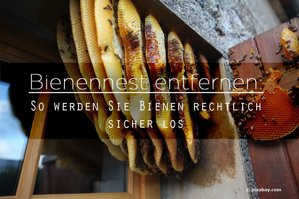 Bienennest entfernen