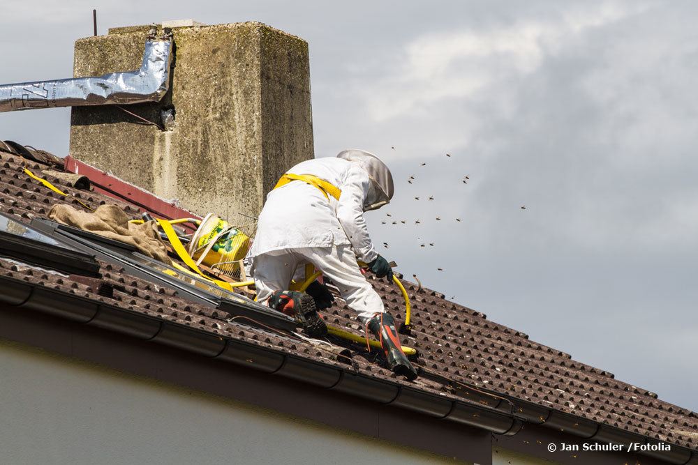 Kontaktieren Sie Imker um ein Bienennest entfernen zu lassen.