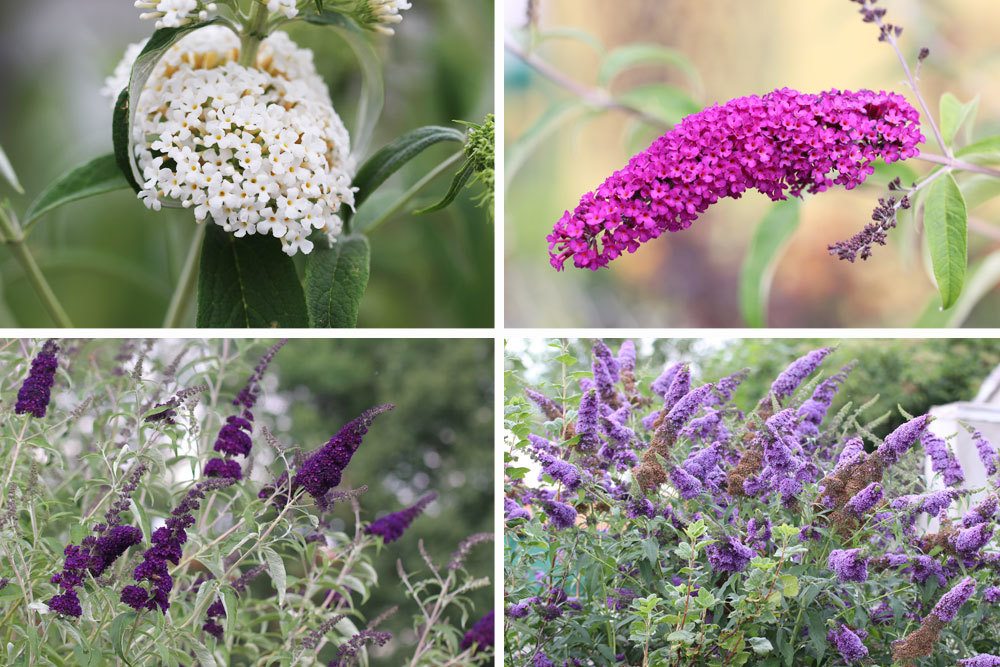 Sommerflieder - Buddleja davidii