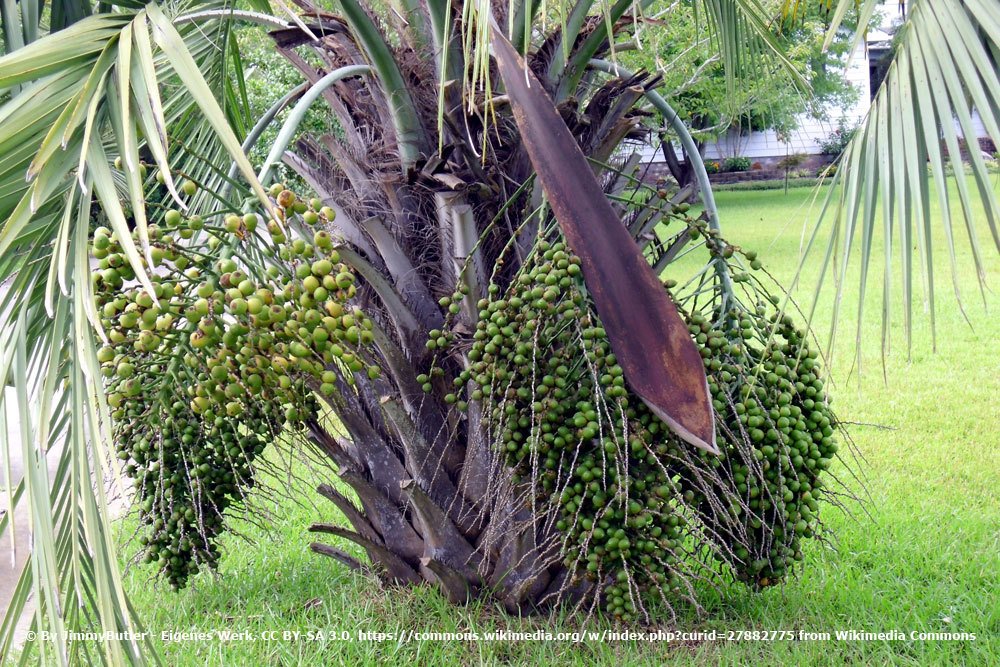 Geleepalme, Butia capitata