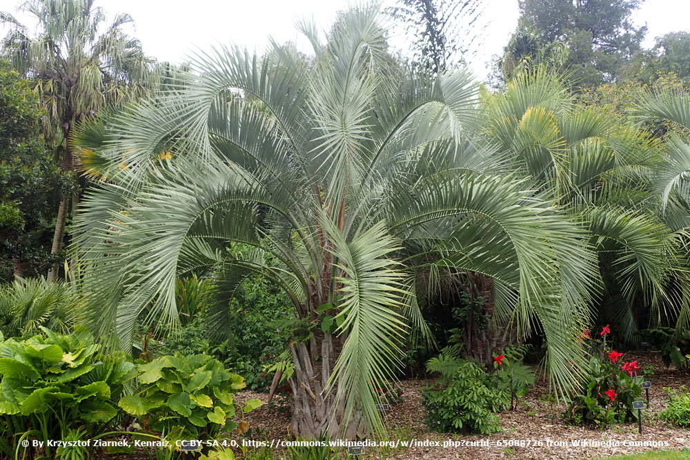 Butia eriospatha