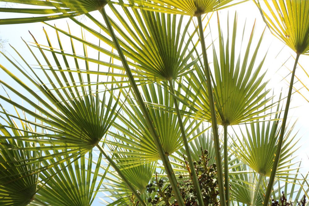 Chamaerops humilis