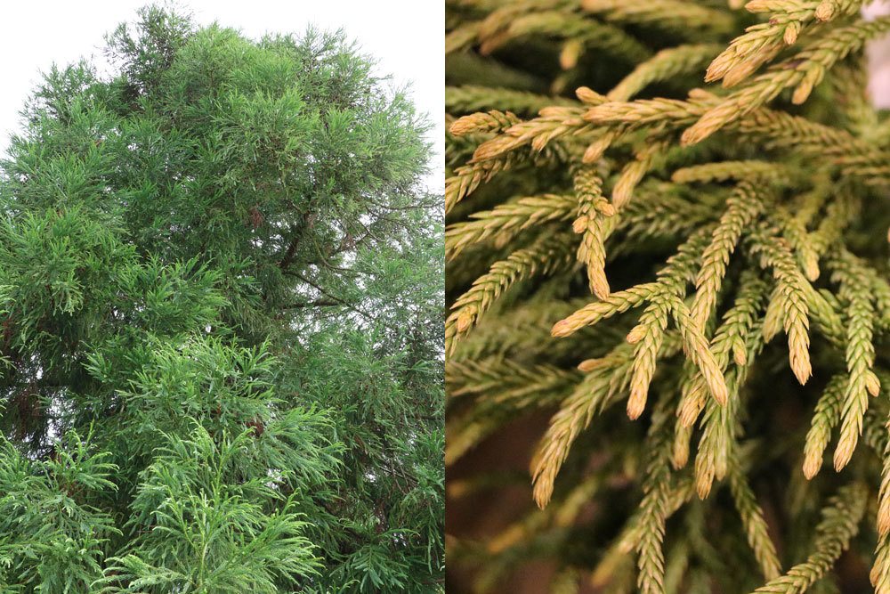 Japanische Sicheltanne - Cryptomeria japonica