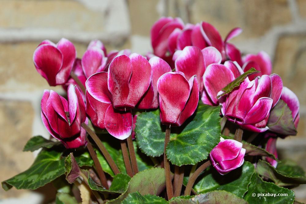 Zimmeralpenveilchen, Cyclamen persicum