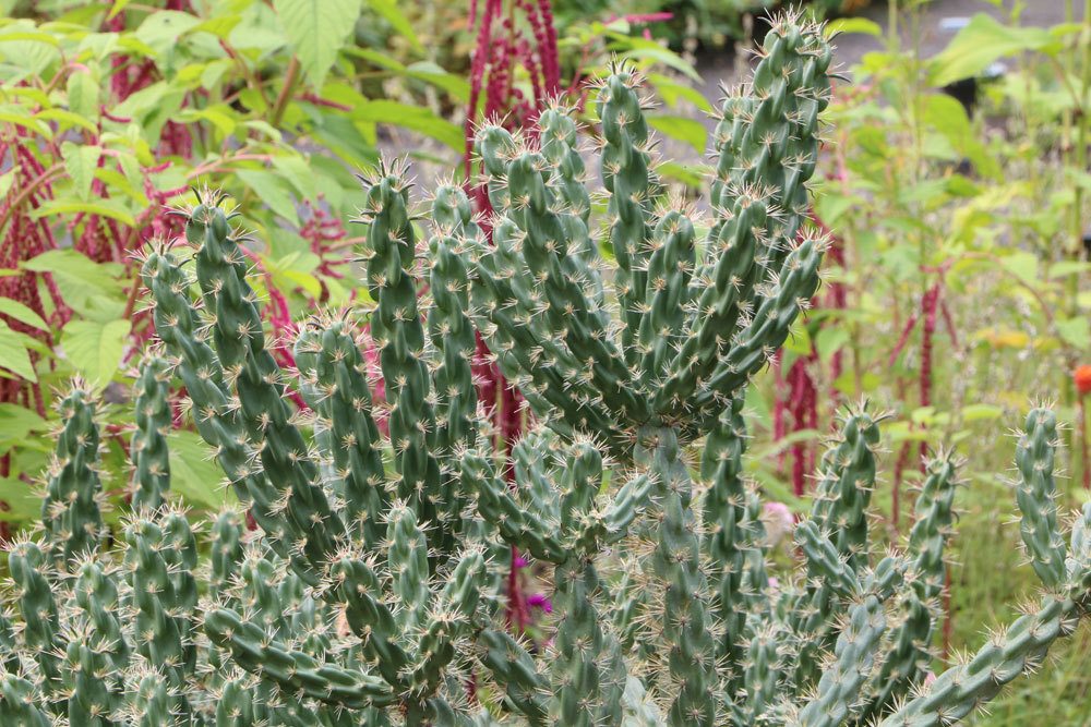 Cylindropuntia imbricata