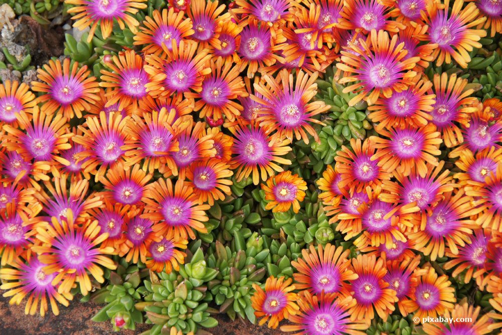 Delosperma "Fire Spinner"