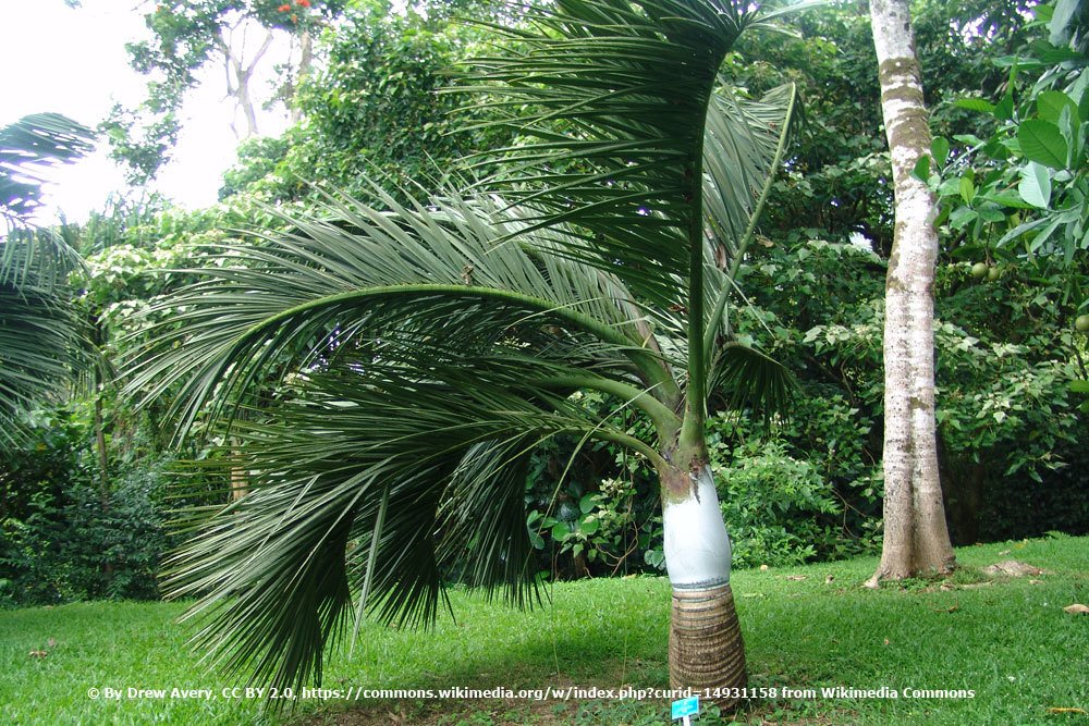 Dypsis decipiens