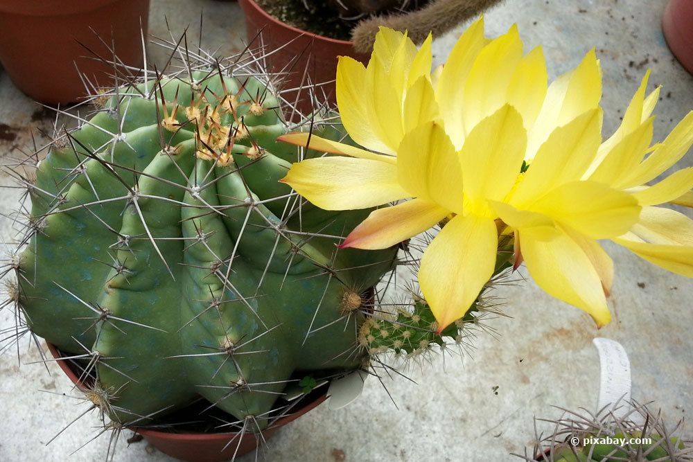 Echinocereus