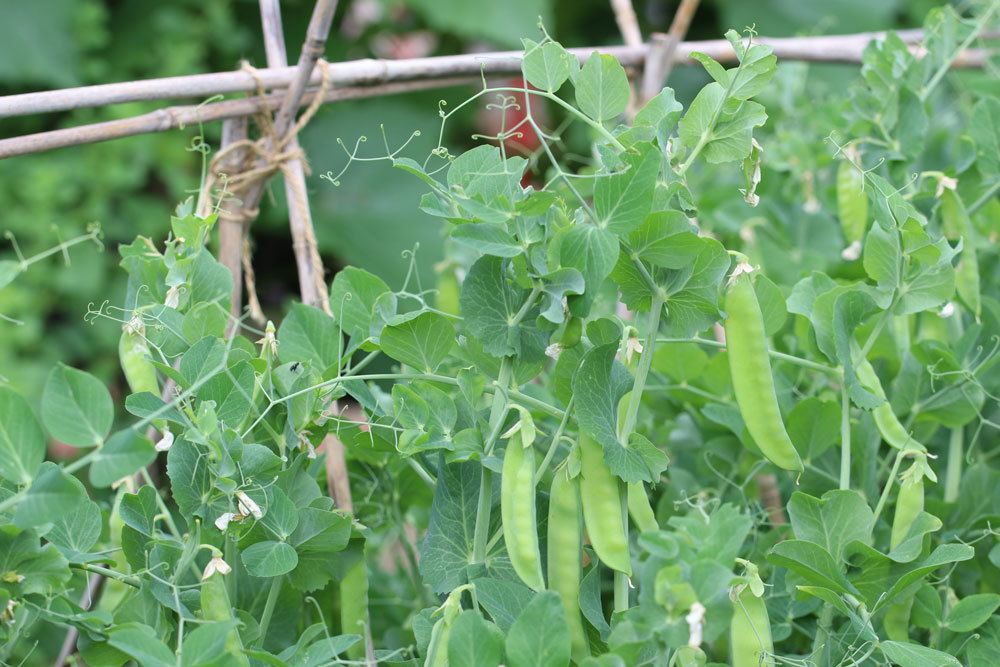 Gartenerbsen sind bienefreundliche Kletterpflanzen