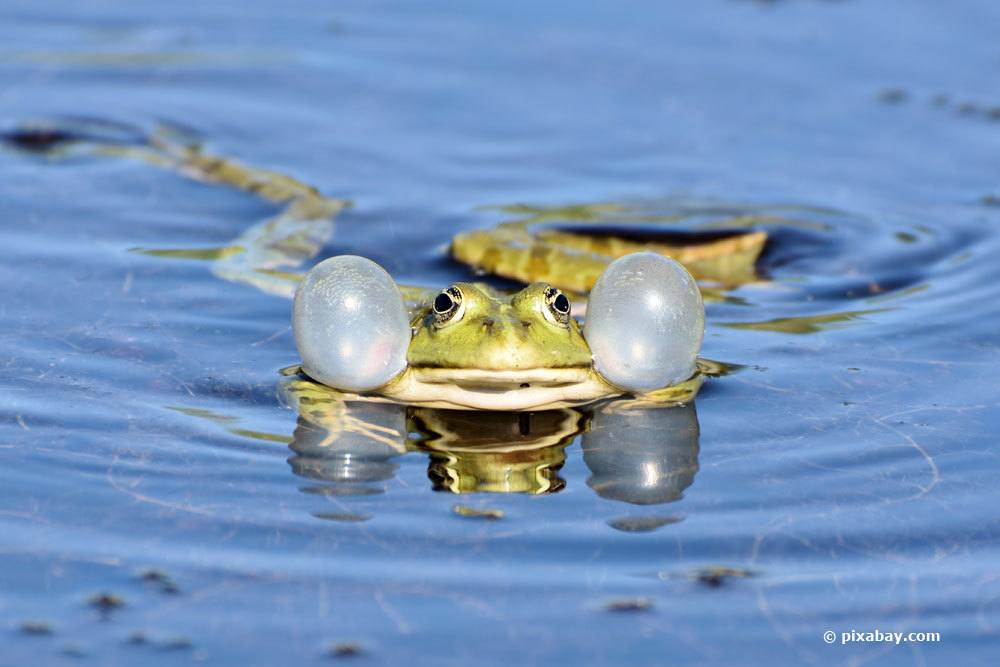 Einige Frösche überwintern im Wasser.