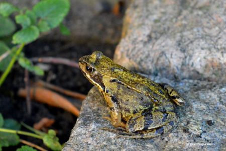 Wie überwintern Frösche? Infos zur Winterstarre Frösche im Winter