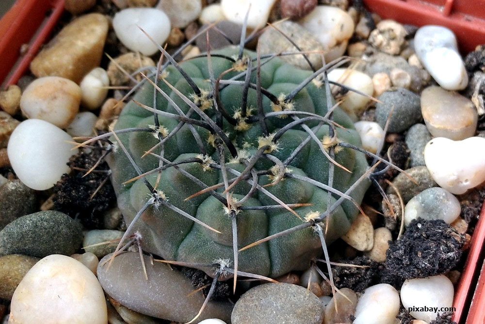 Gymnocalycium andreae