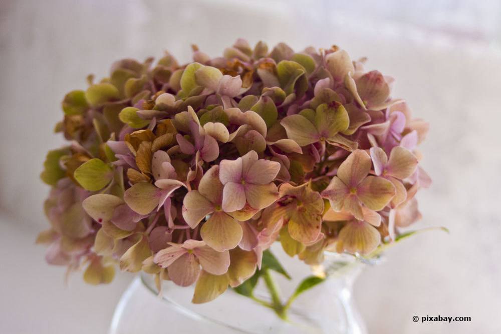 Abgeschnittene Hortensienblüten in eine Vase stellen