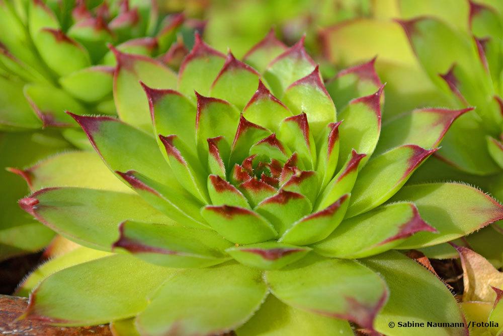 Jovibarba heuffelii ‚Anabela‘