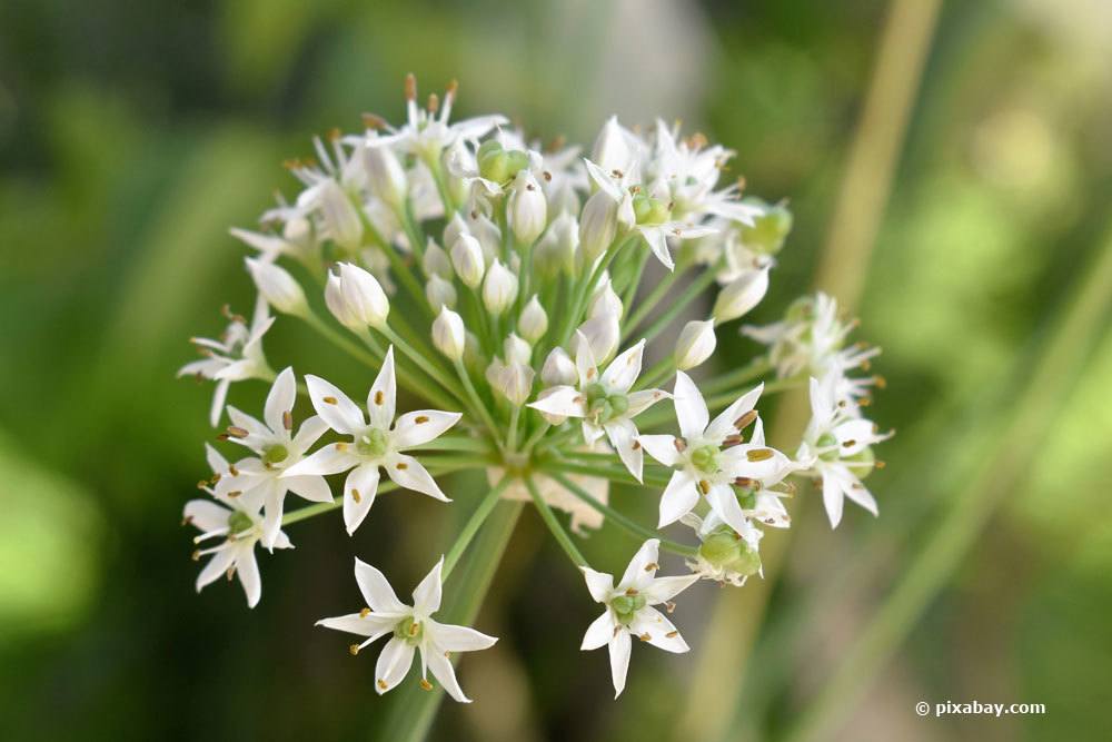 Blüte einer Knoblauchpflanze