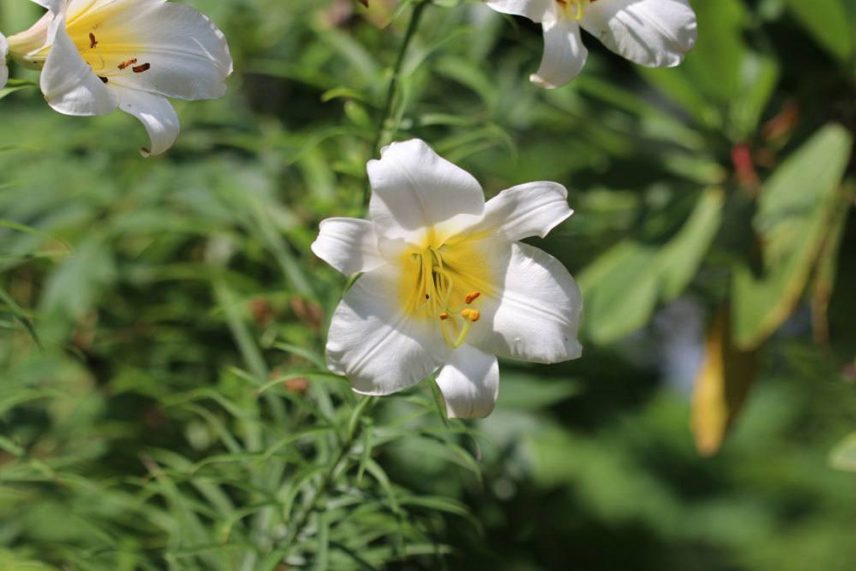 Sind Lilien winterhart? So winterfest sind LiliumArten wirklich