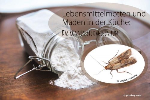 Lebensmittelmotten und Maden in der Küche