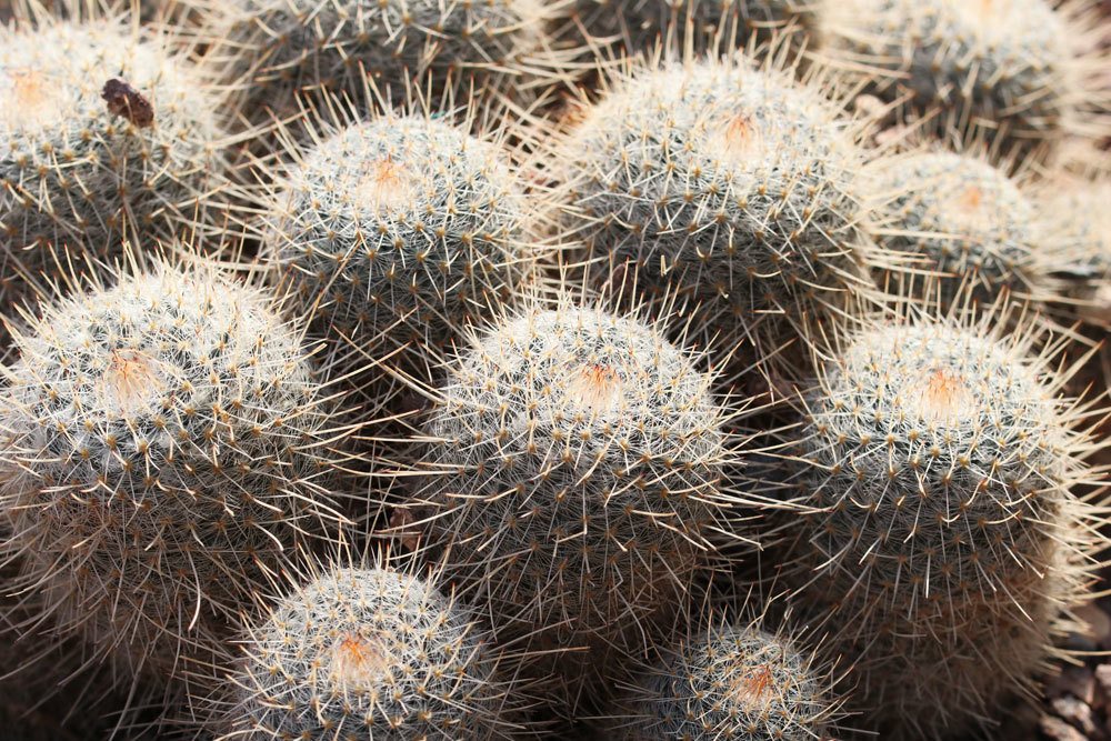 Mammillaria geminispina