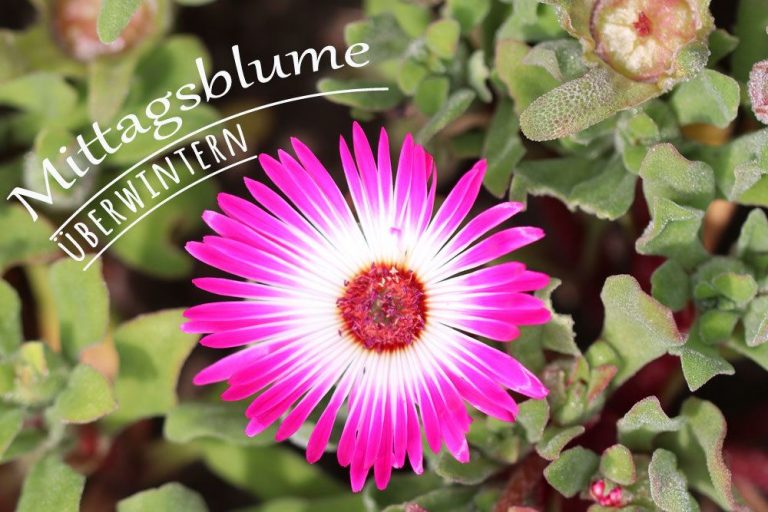 Mittagsblume