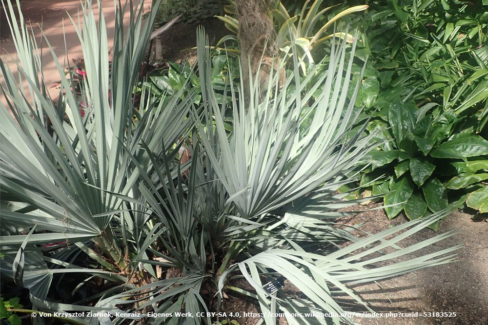 Nannorrhops ritchiana, Mazari-Palme