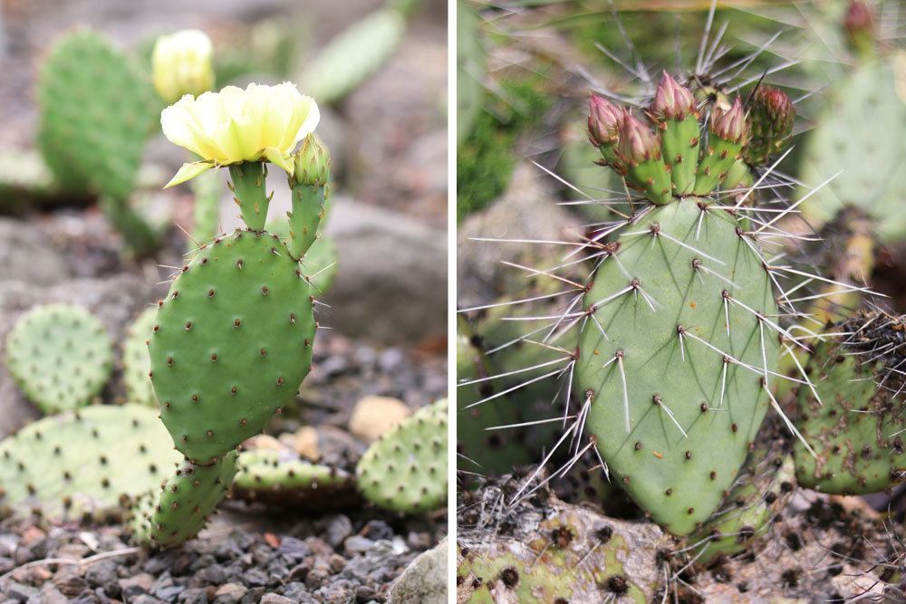 Opuntia polycantha