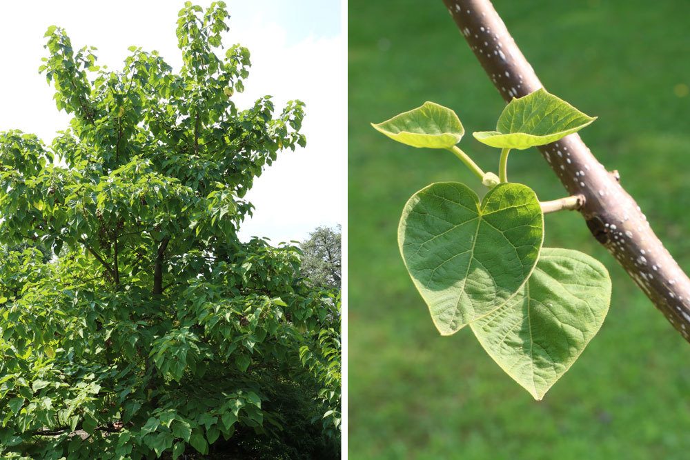 Paulownia tomentosa, Blauglockenbaum