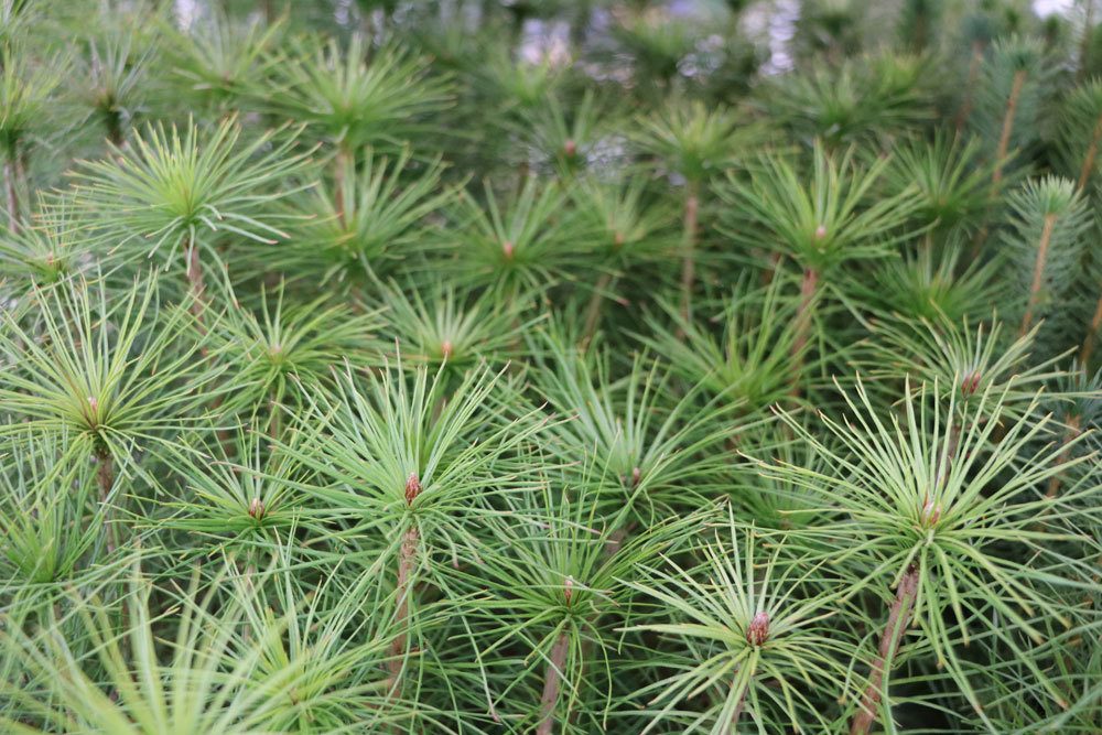 Pinus-sylvestris,-Waldkiefer