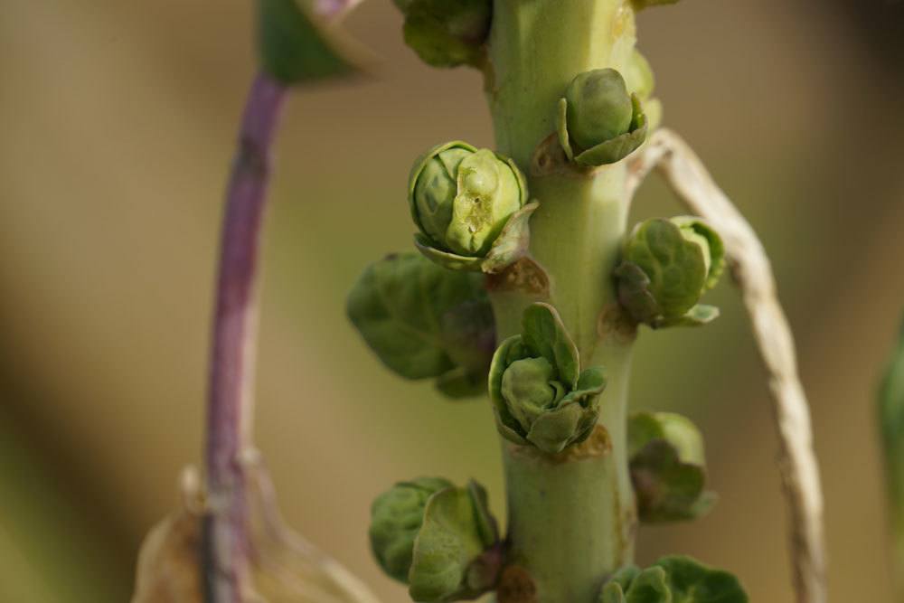 Rosenkohl als Wintergemüse